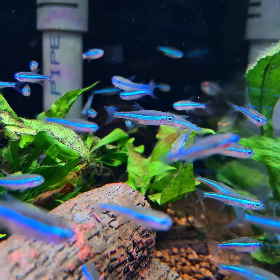 Paracheirodon Simulans by Iven Betta