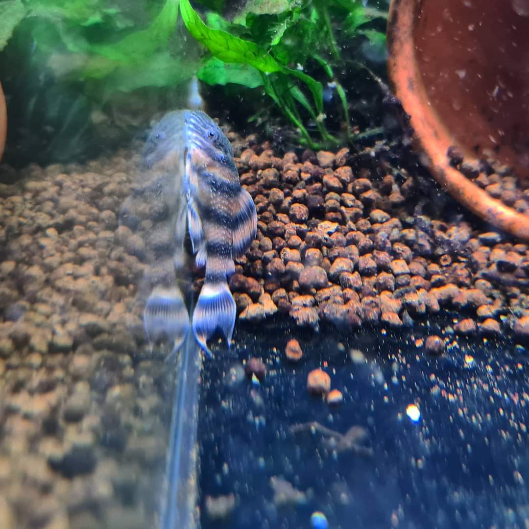 Panaqolus sp. L397 by Iven Betta