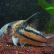 Corydoras sp. Parallelus 