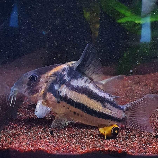 Corydoras sp. Parallelus 