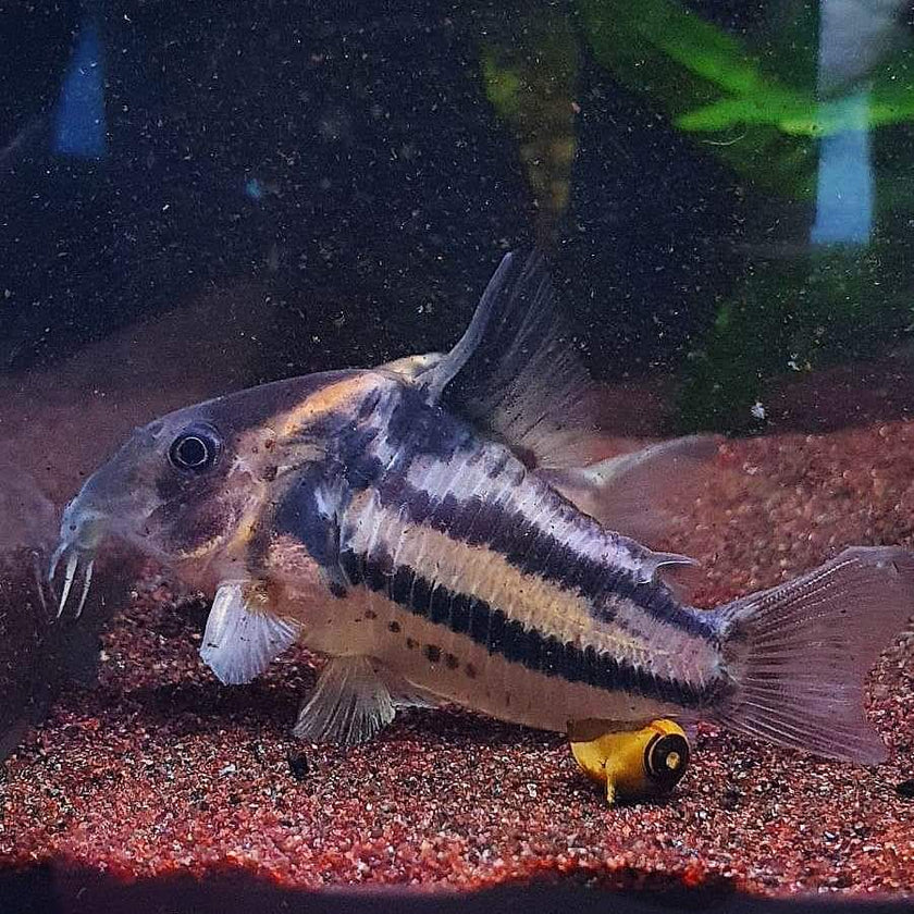 Corydoras sp. Parallelus 