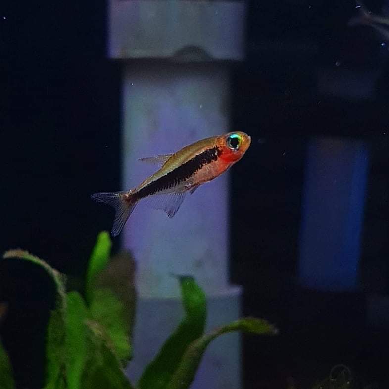Tucanoichthys Tucano by ivenbetta