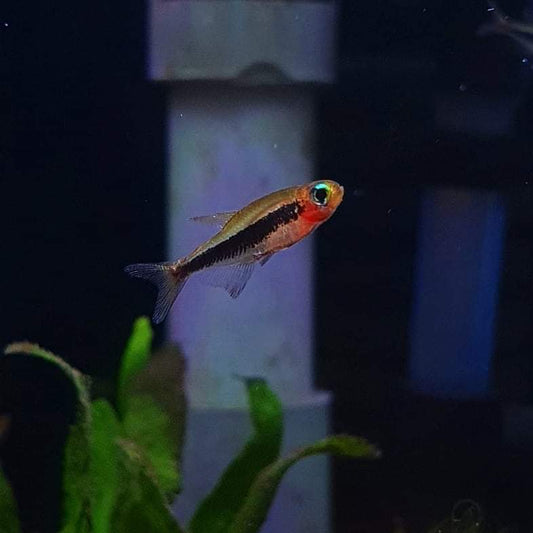Tucanoichthys Tucano by ivenbetta