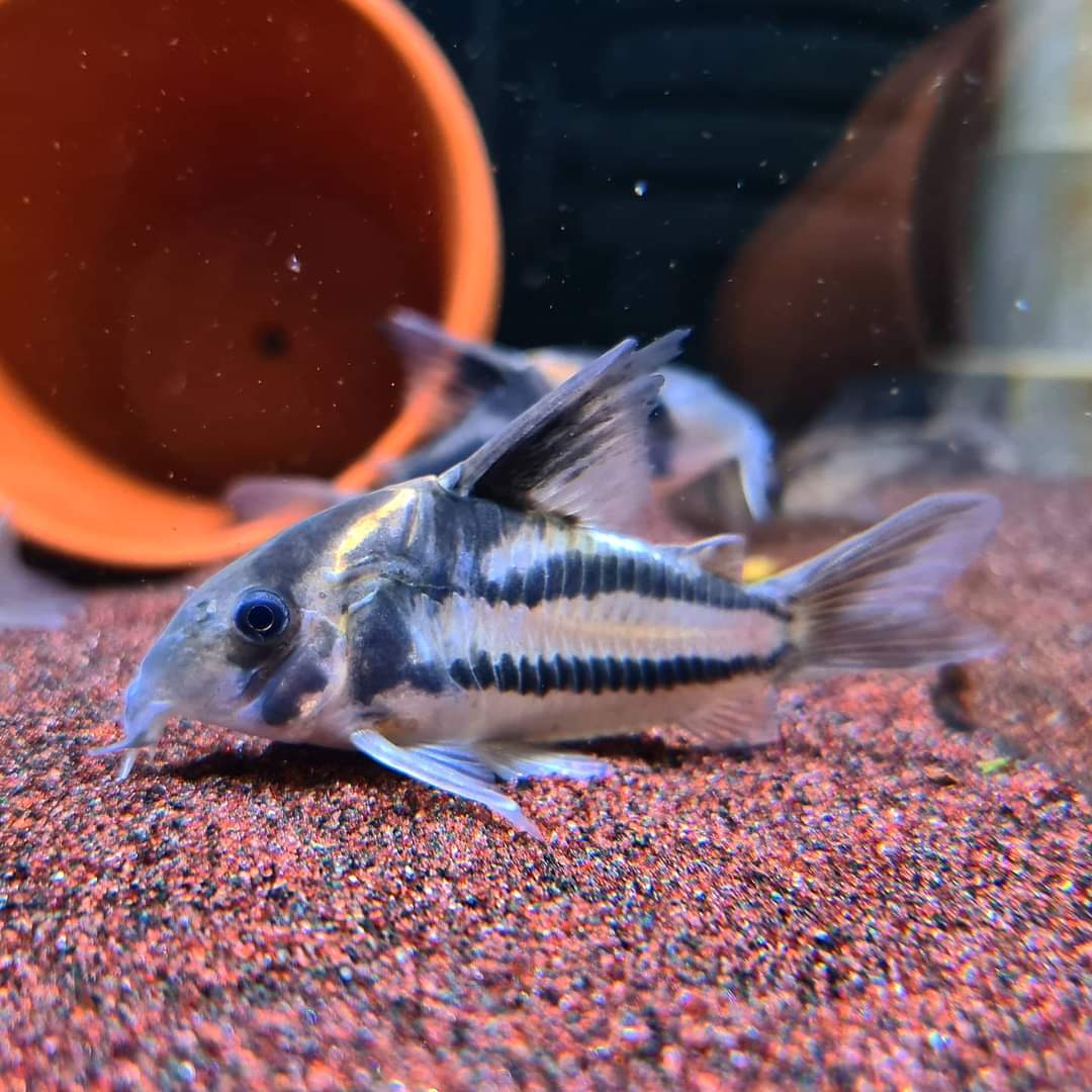 Corydoras sp. Parallelus 