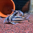 Corydoras sp. Parallelus 