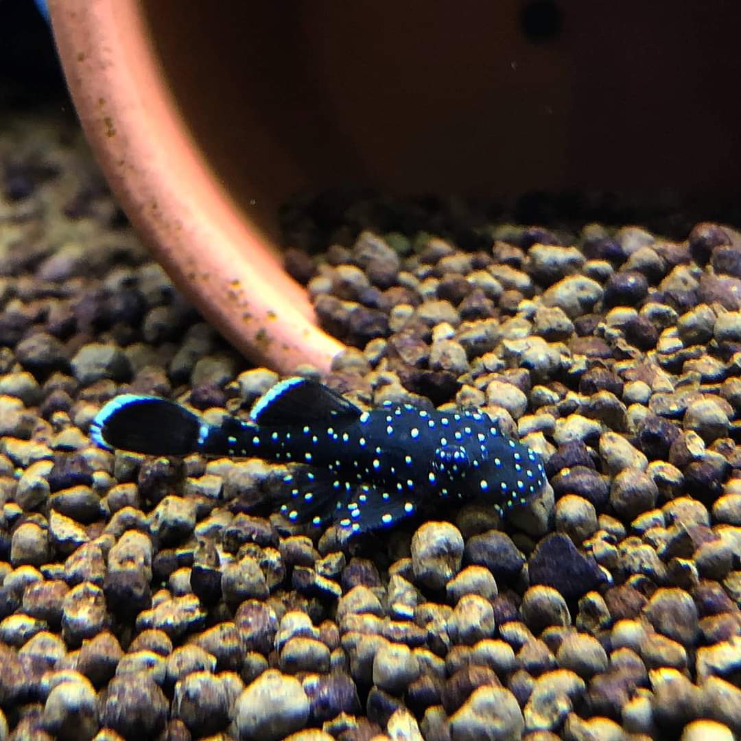 Ancistrus Dolichopterus L183 by Iven Betta