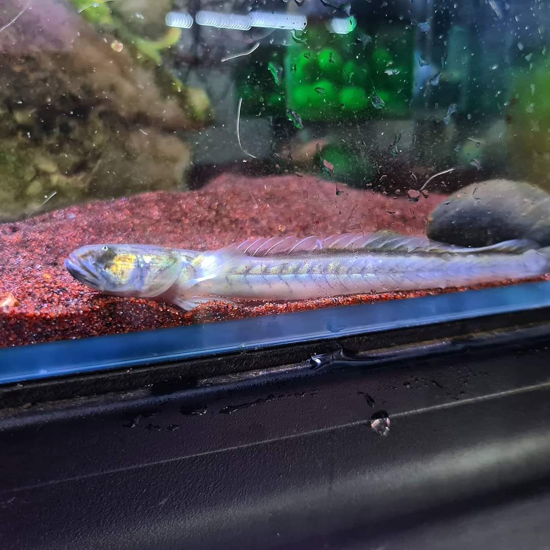 Gobioides Broussonnetii by Iven Betta