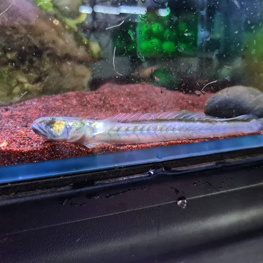 Gobioides Broussonnetii by Iven Betta
