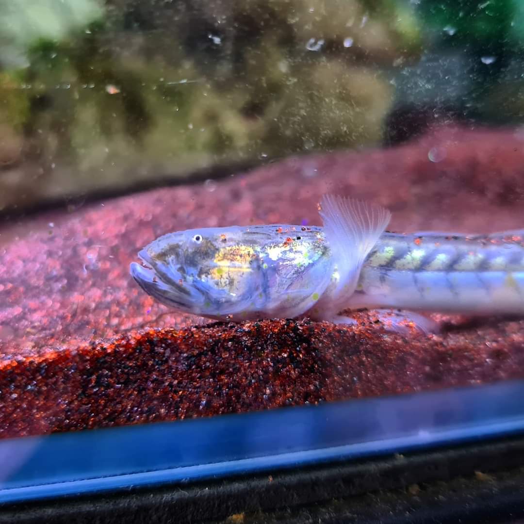 Gobioides Broussonnetii by Iven Betta