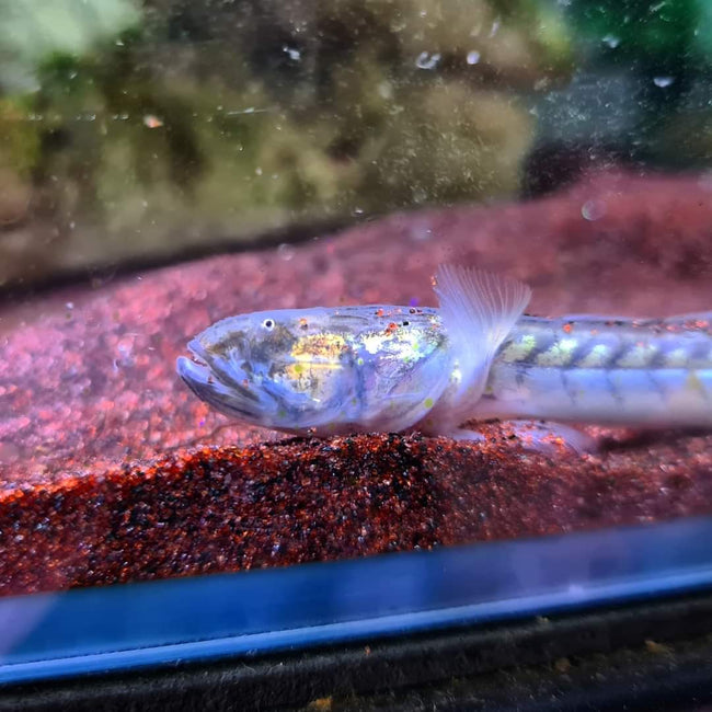 Gobioides Broussonnetii by Iven Betta