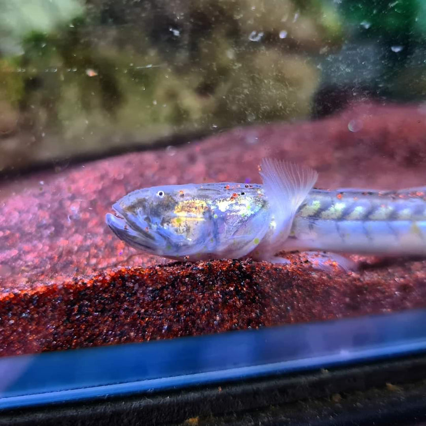 Gobioides Broussonnetii by Iven Betta
