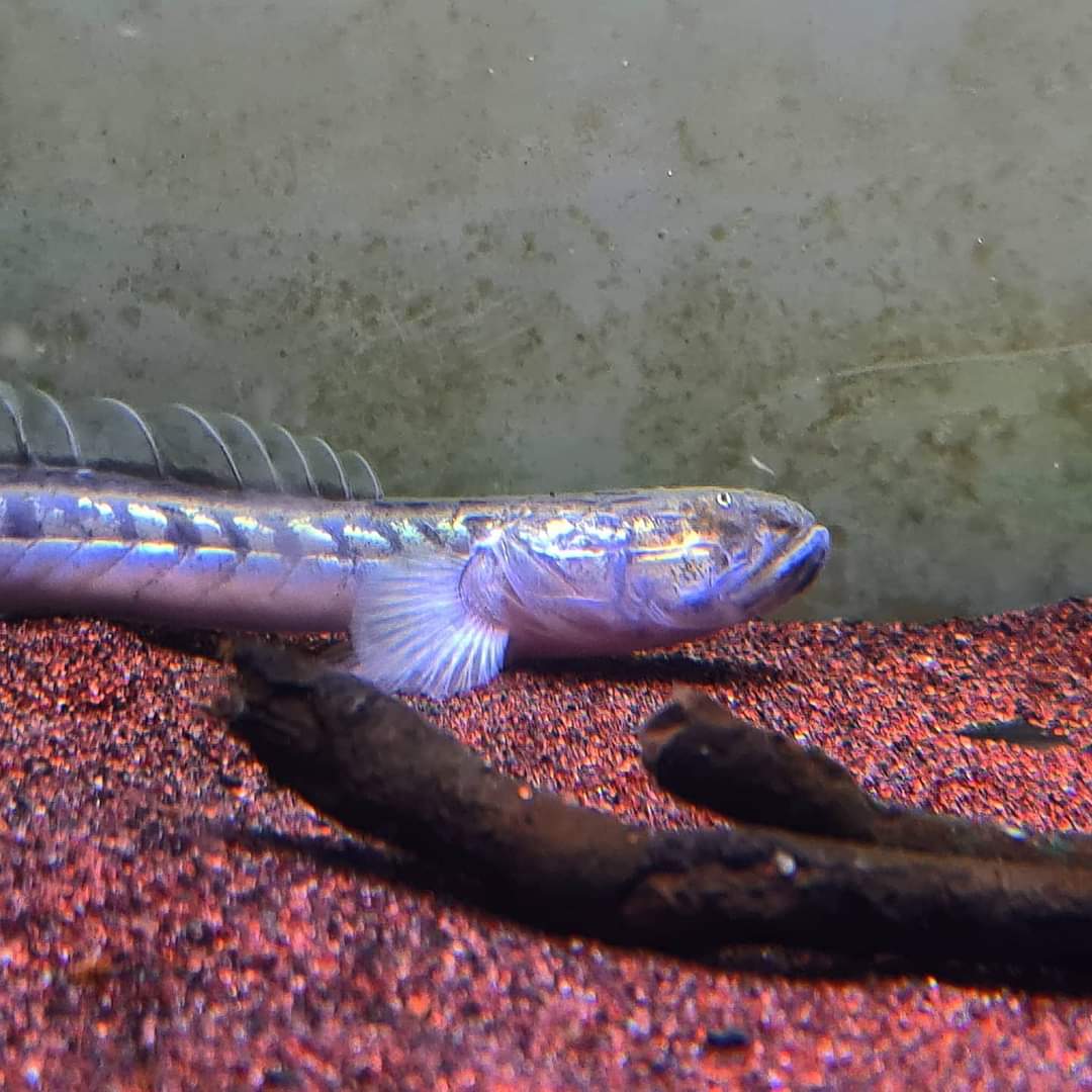 Gobioides Broussonnetii by Iven Betta