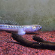 Gobioides Broussonnetii by Iven Betta