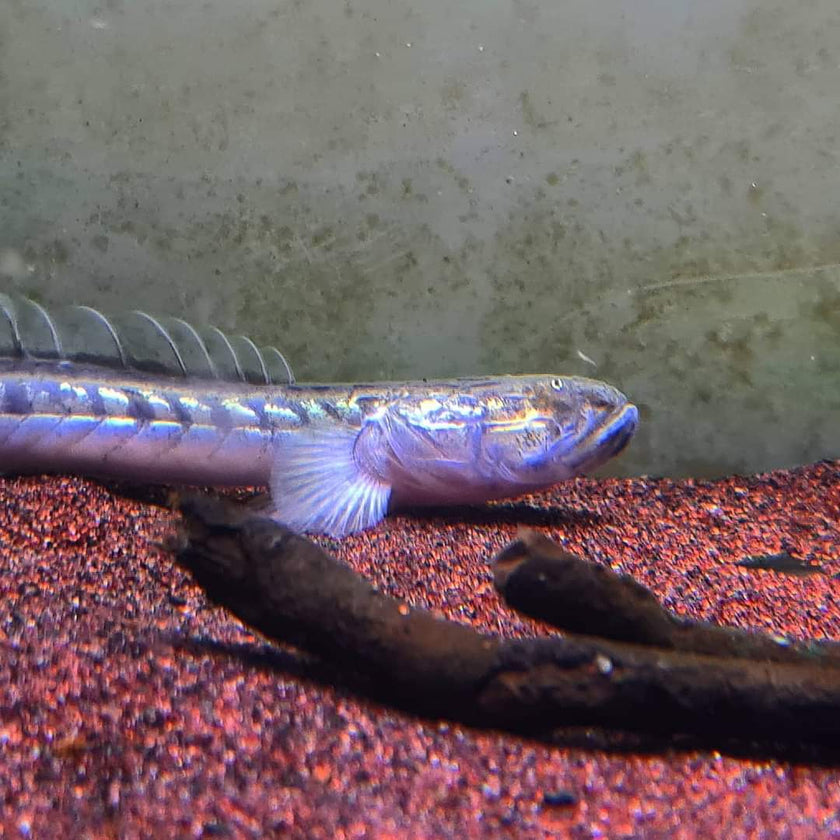 Gobioides Broussonnetii by Iven Betta