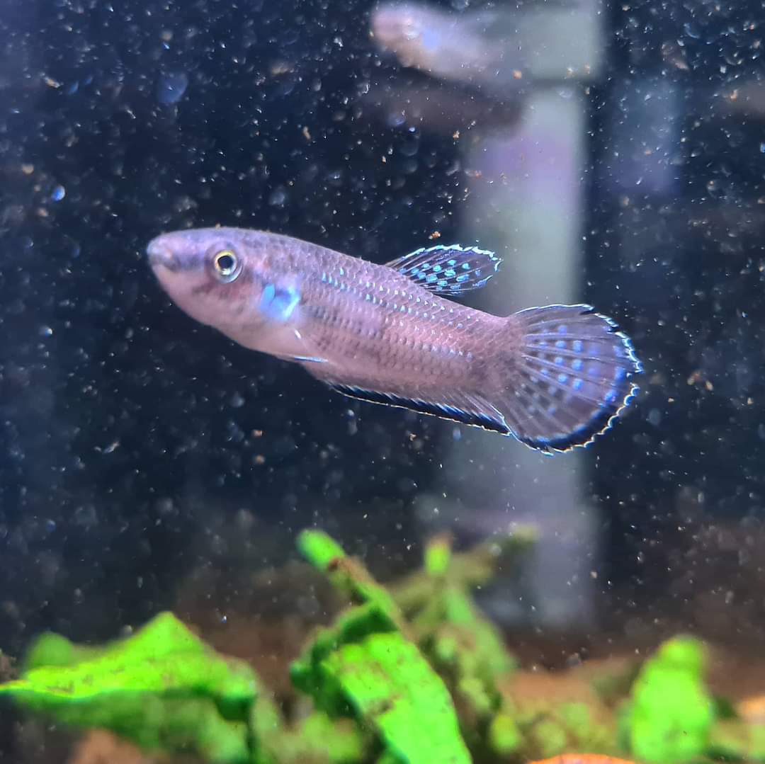 Betta Simplex by Iven Betta