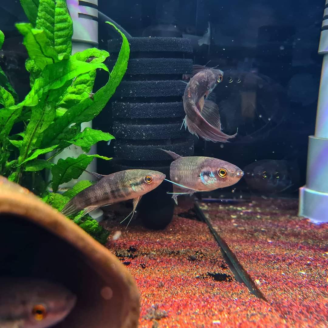Betta Raja by Iven Betta