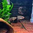 Betta Raja by Iven Betta