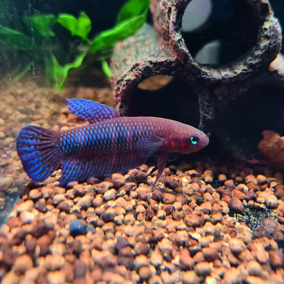 Betta Hendra by Iven Betta