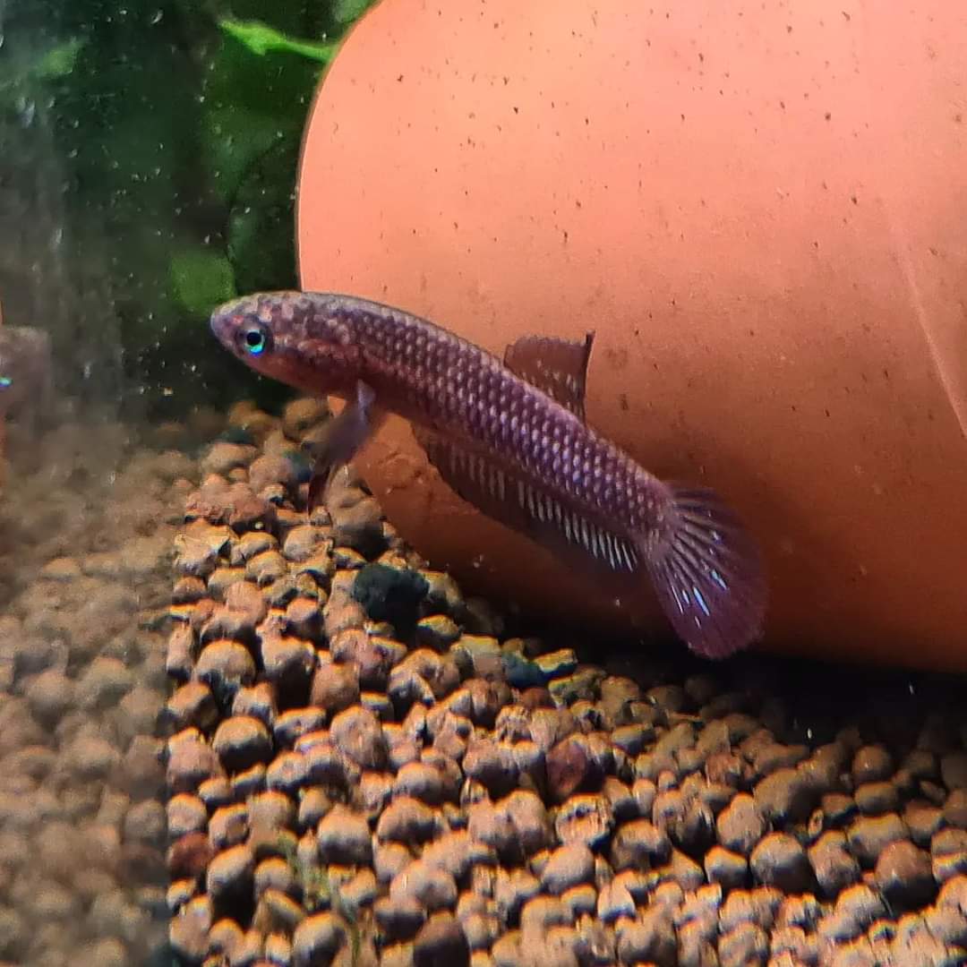 Betta Rutilans by Iven Betta