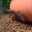 Betta Rutilans by Iven Betta