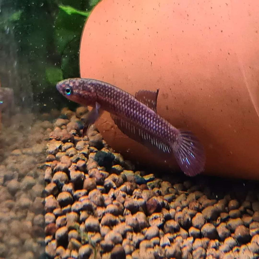 Betta Rutilans by Iven Betta