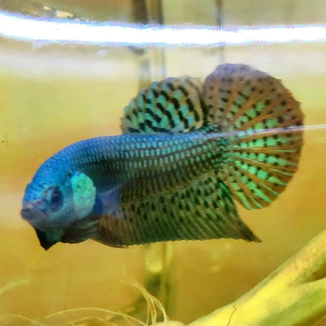 Betta var. 'Alien' by Iven Betta