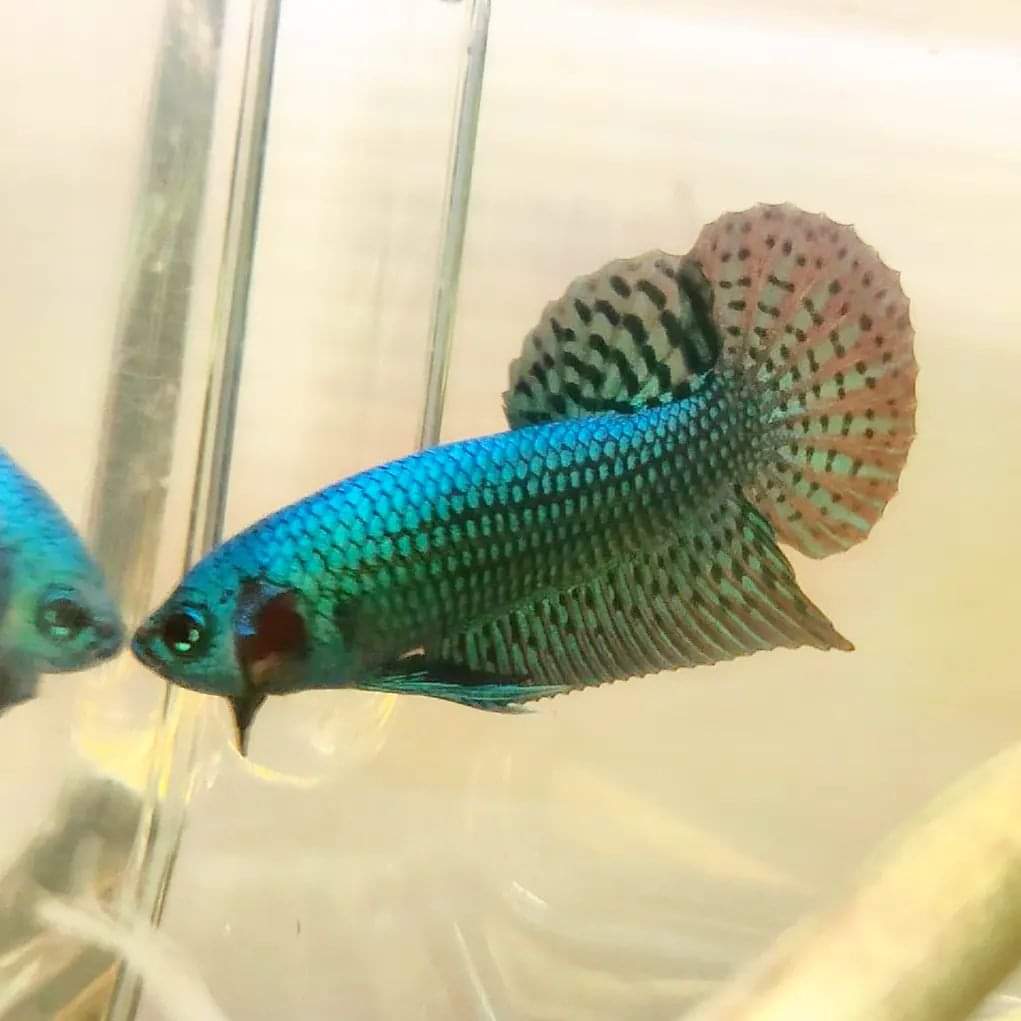 Betta var. 'Alien' by Iven Betta