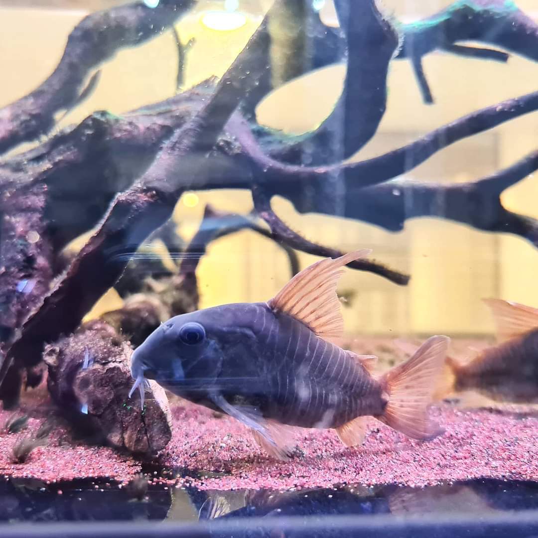 Corydoras Concolour by Iven Betta