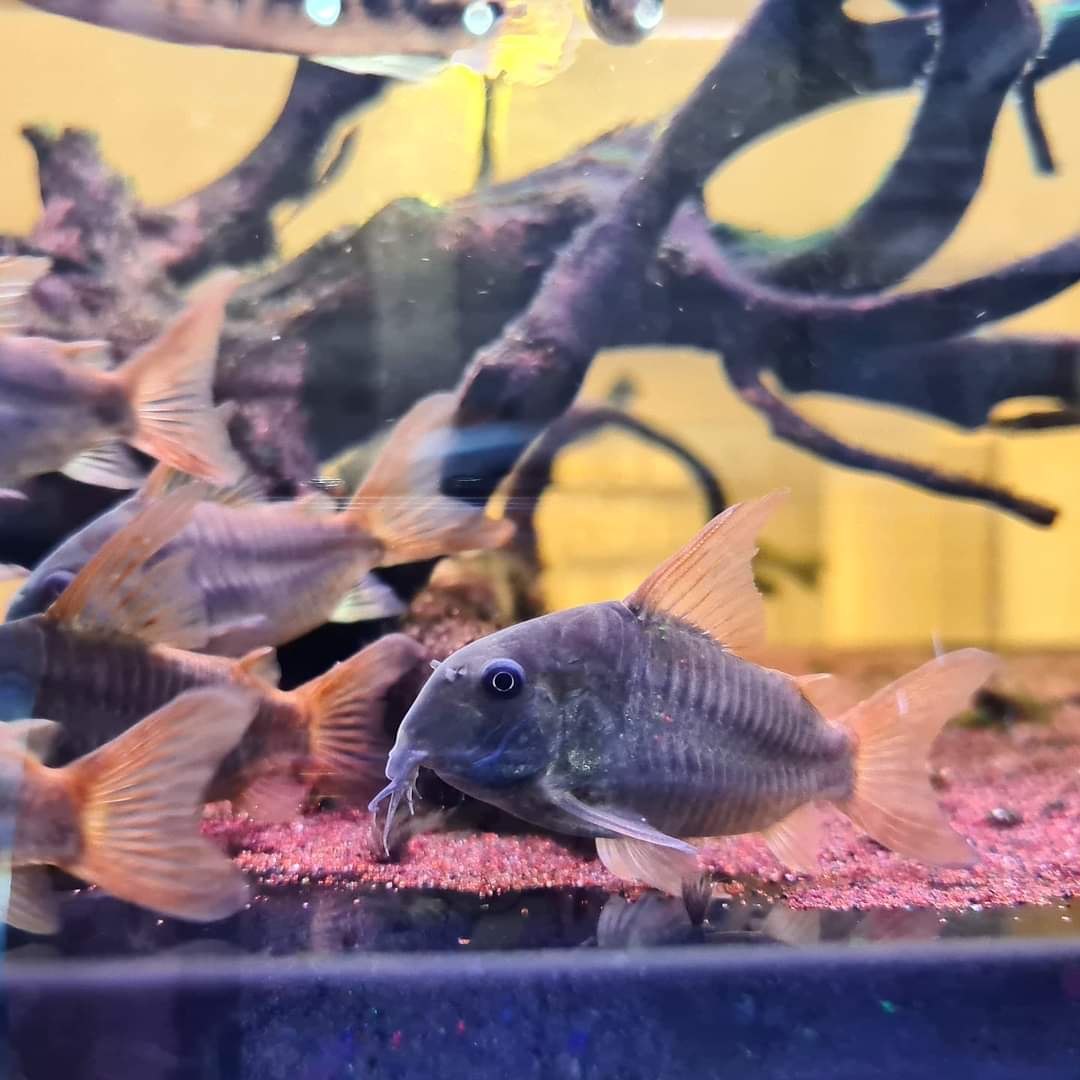 Corydoras Concolour by Iven Betta