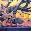 Corydoras Concolour by Iven Betta