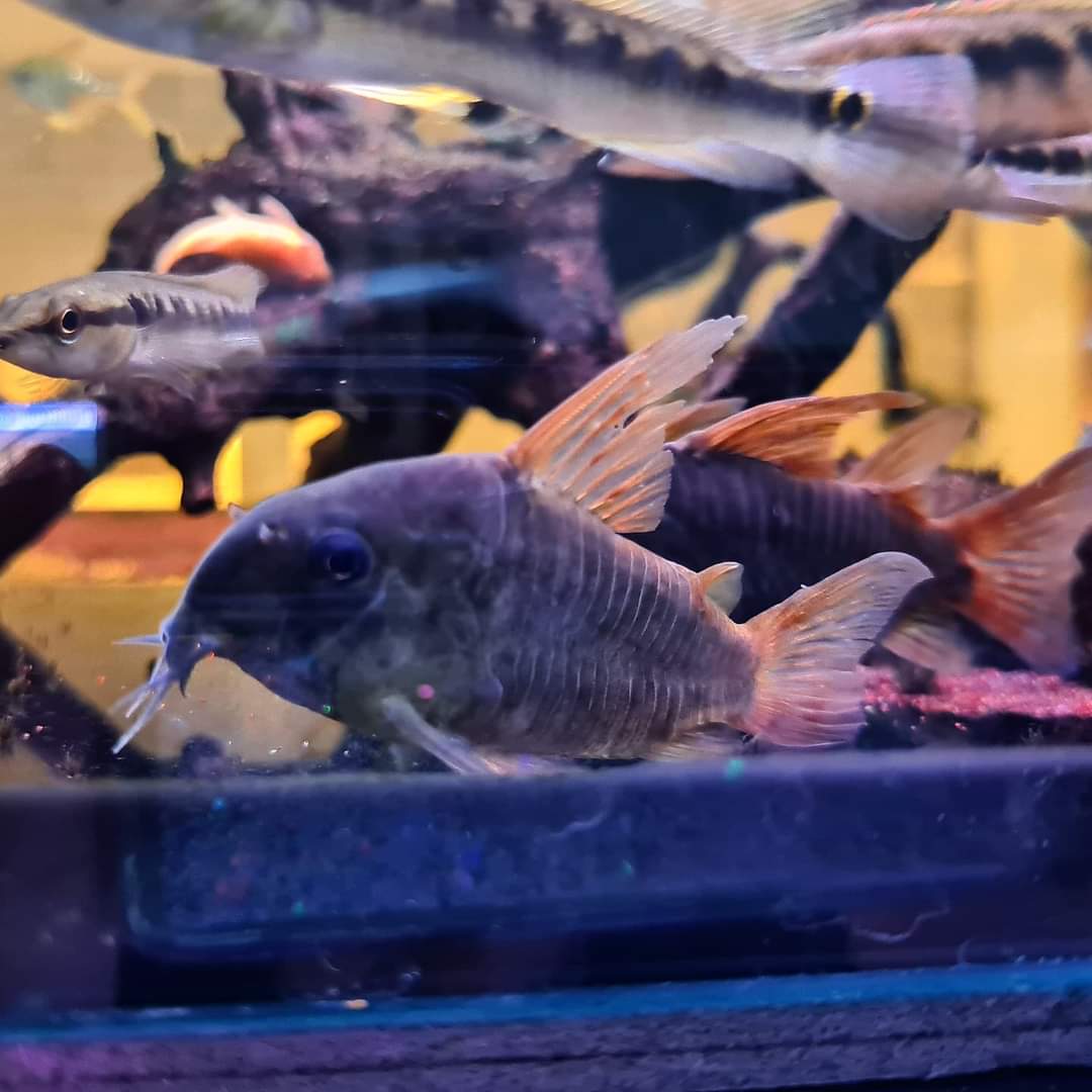 Corydoras Concolour by Iven Betta