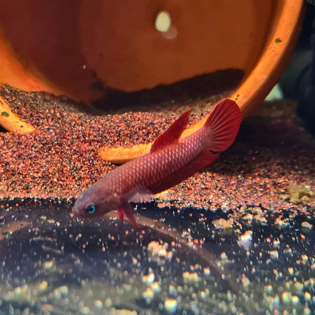 Betta Rutilans by Iven Betta