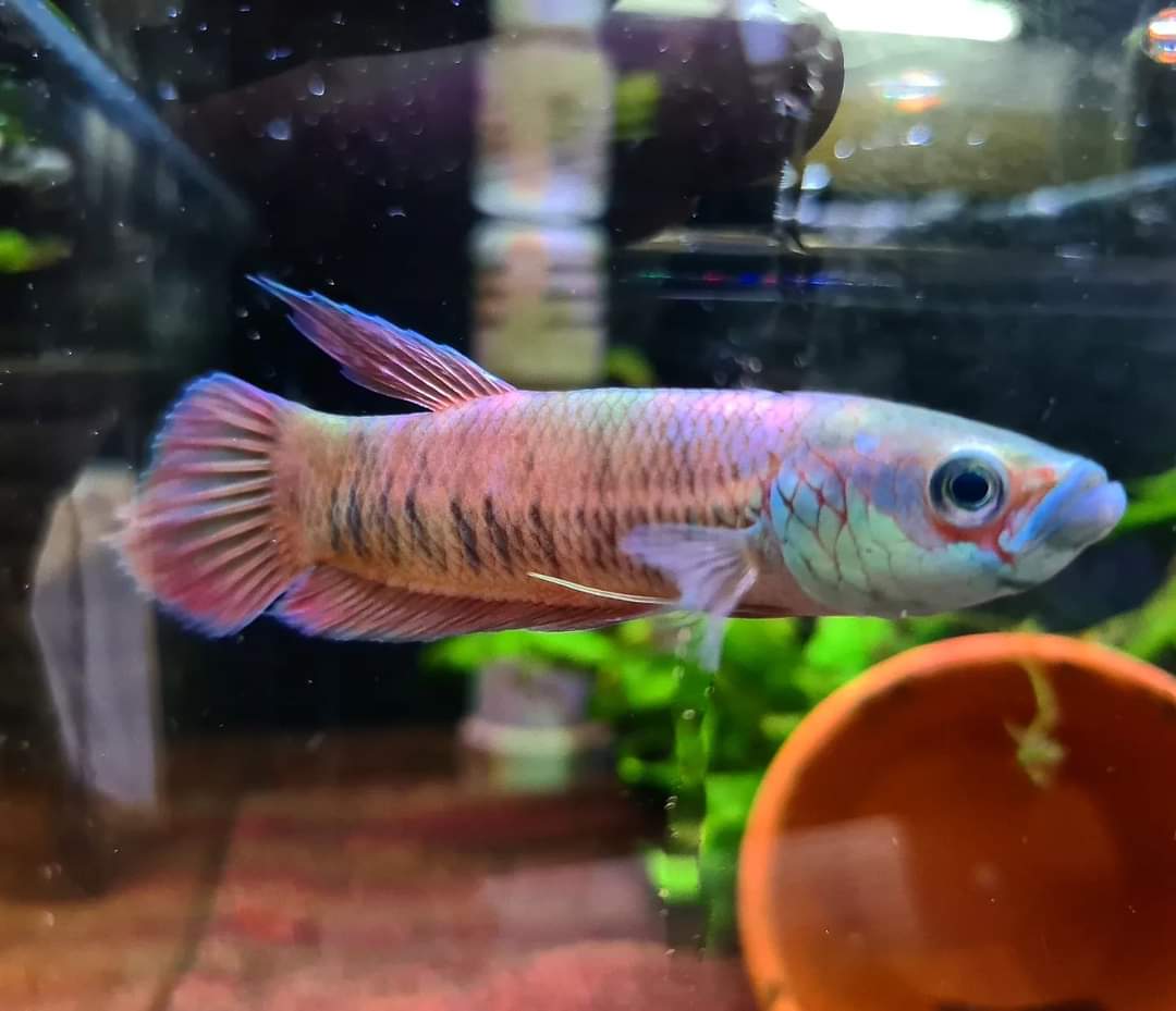 Betta Patoti by Iven Betta