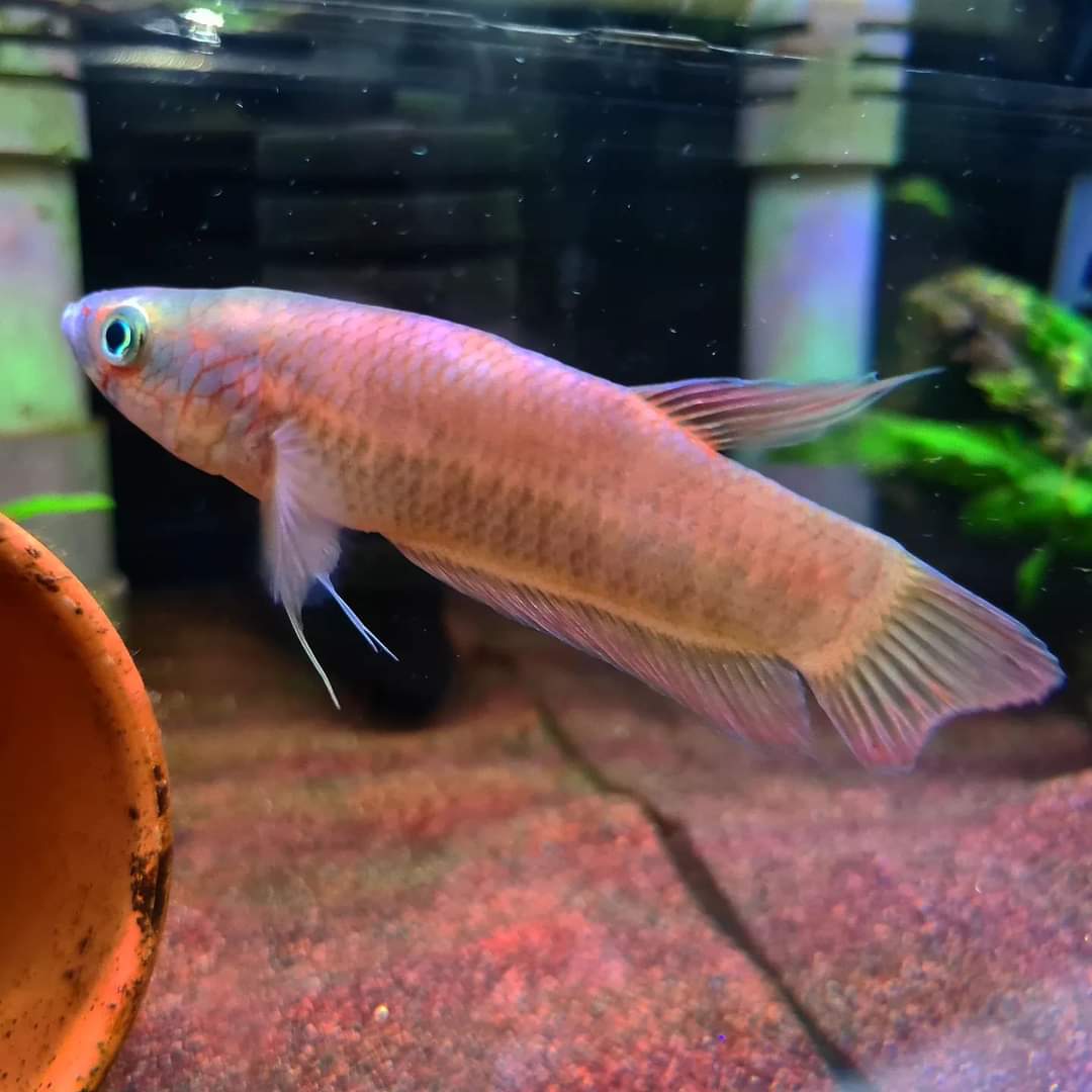 Betta Patoti by Iven Betta