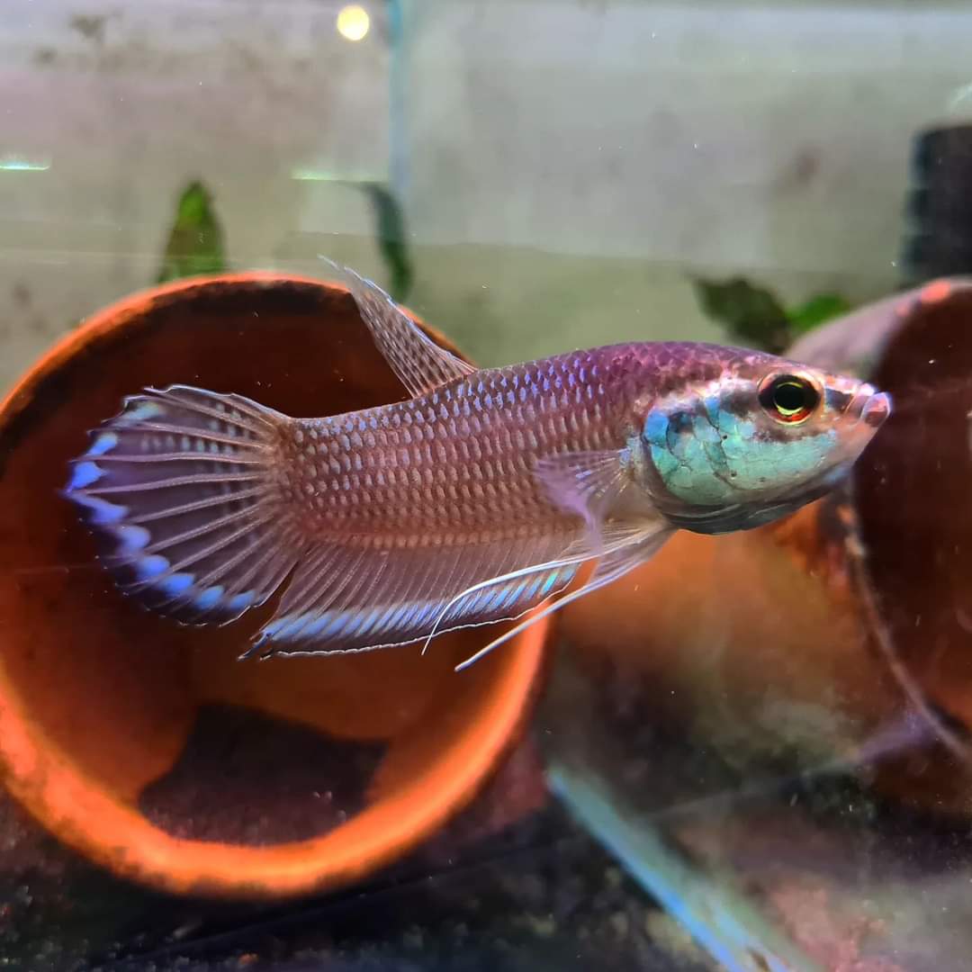 Betta Enisae by Iven Betta