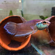 Betta Enisae by Iven Betta