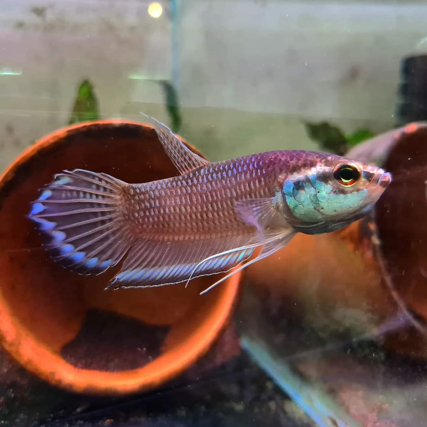 Betta Enisae by Iven Betta