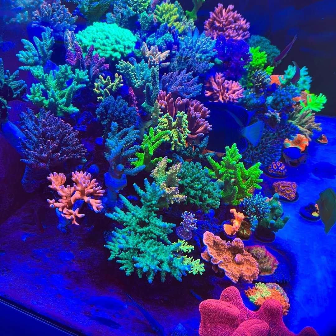 Chihiros NOVA 1 Marine LED Light by ivenbetta