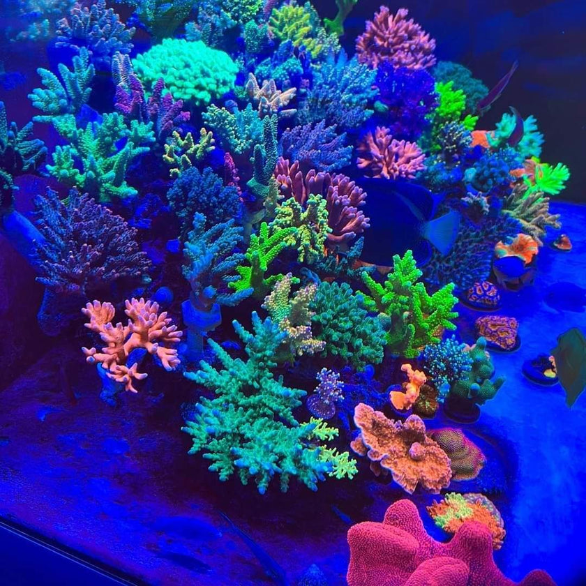Chihiros NOVA 1 Marine LED Light by ivenbetta