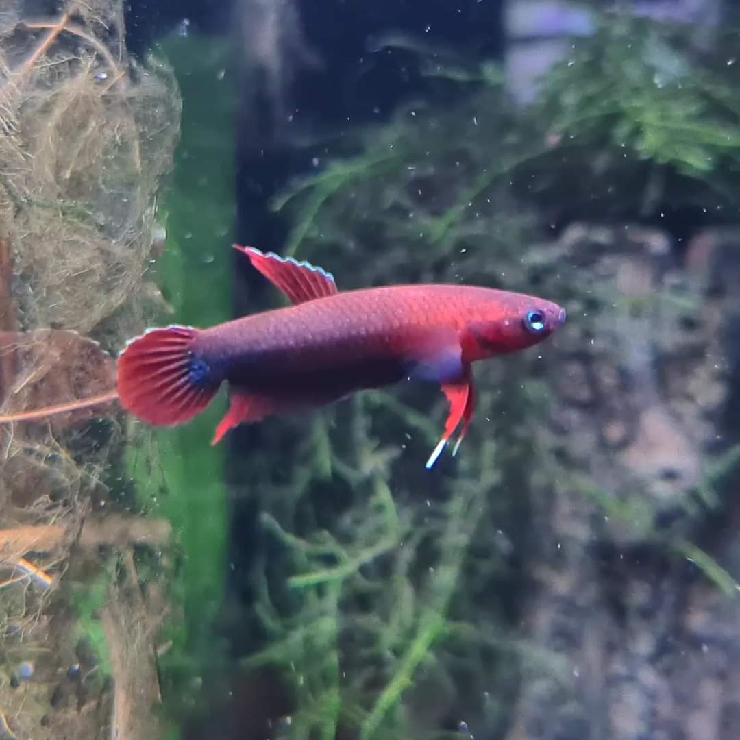 Betta Iaspis sp. Api Api "Jade" by Iven Betta