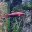 Betta Iaspis sp. Api Api 