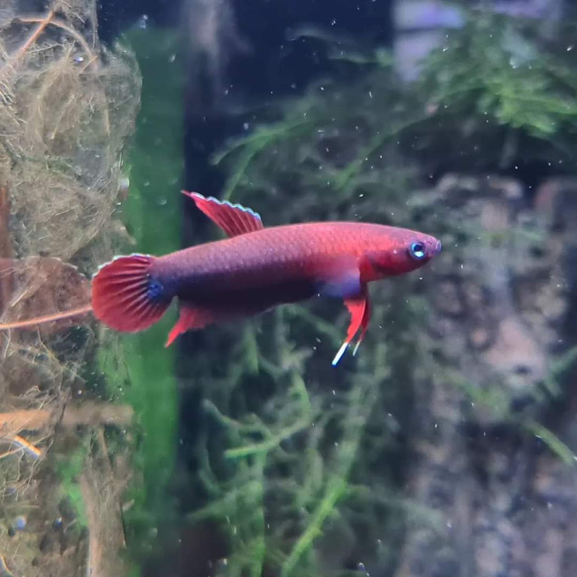 Betta Iaspis sp. Api Api 