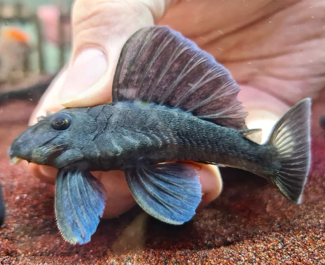 Baryancistrus Beggini L239 by Iven Betta