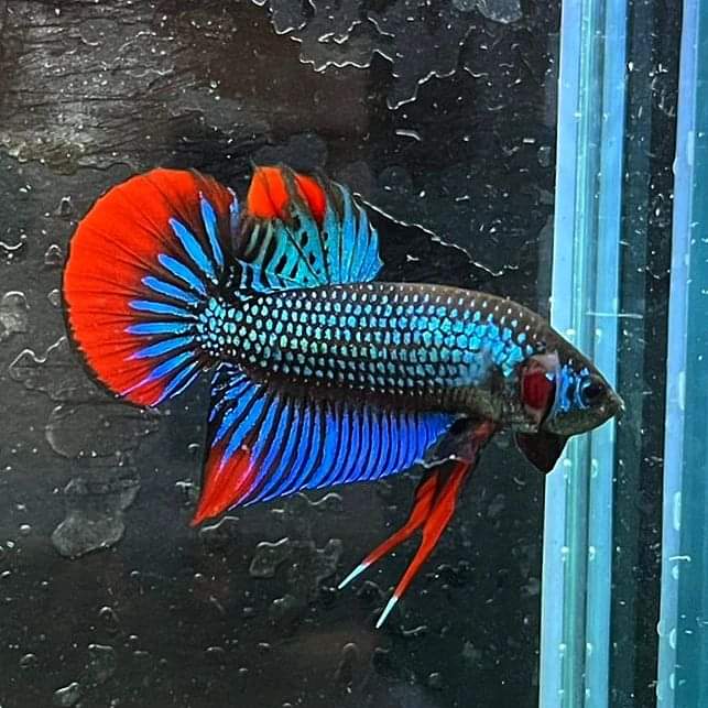 Betta Imbellis by Iven Betta