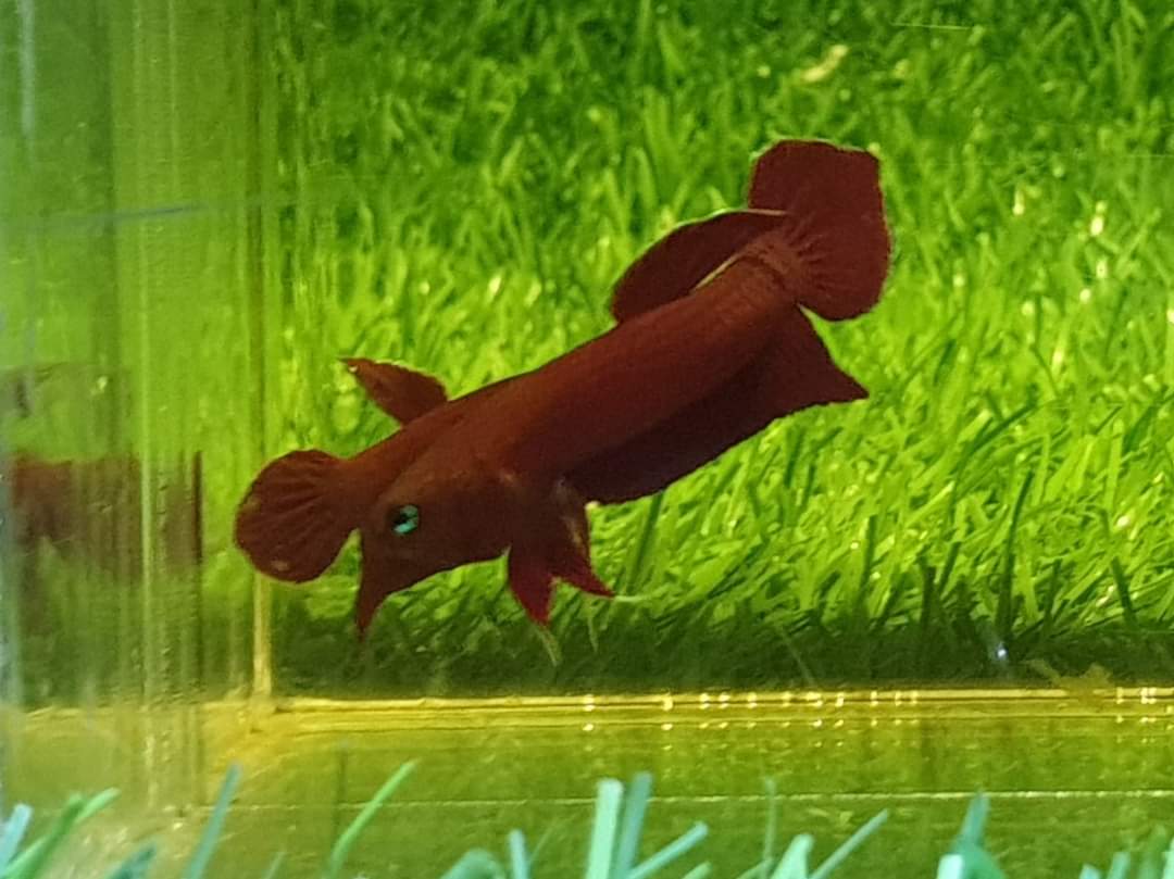Betta Mulyadii sp. Api Api "Red" by Iven Betta