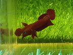 Betta Mulyadii sp. Api Api 