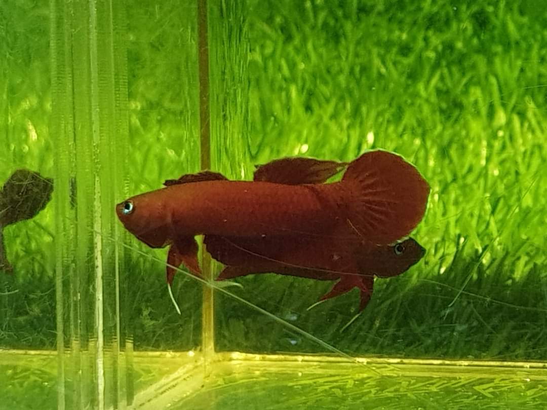 Betta Mulyadii sp. Api Api "Red" by Iven Betta