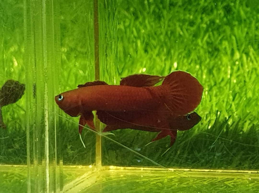 Betta Mulyadii sp. Api Api 
