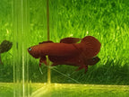 Betta Mulyadii sp. Api Api 