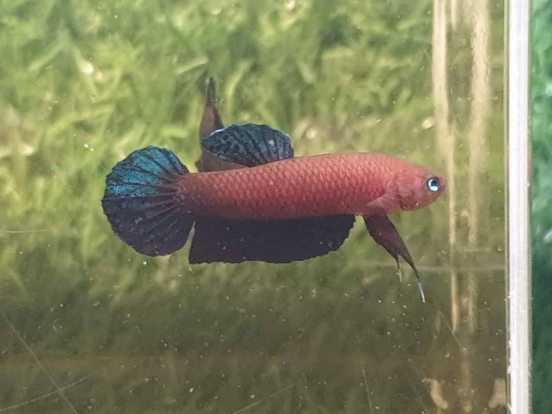 Betta Persephone by Iven Betta